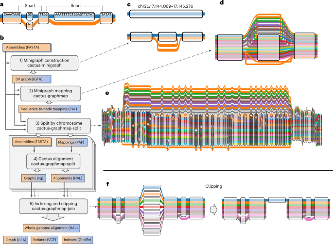 Pangenome graph construction from genome alignments with Minigraph-Cactus