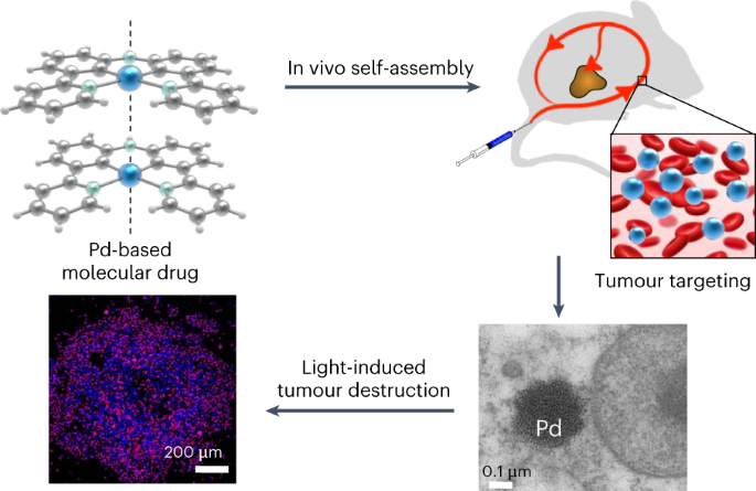 In vivo metallophilic self-assembly of a light-activated anticancer drug