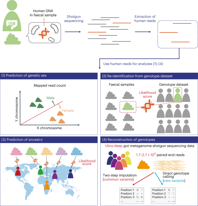 Reconstruction of the personal information from human genome reads in gut metagenome sequencing data