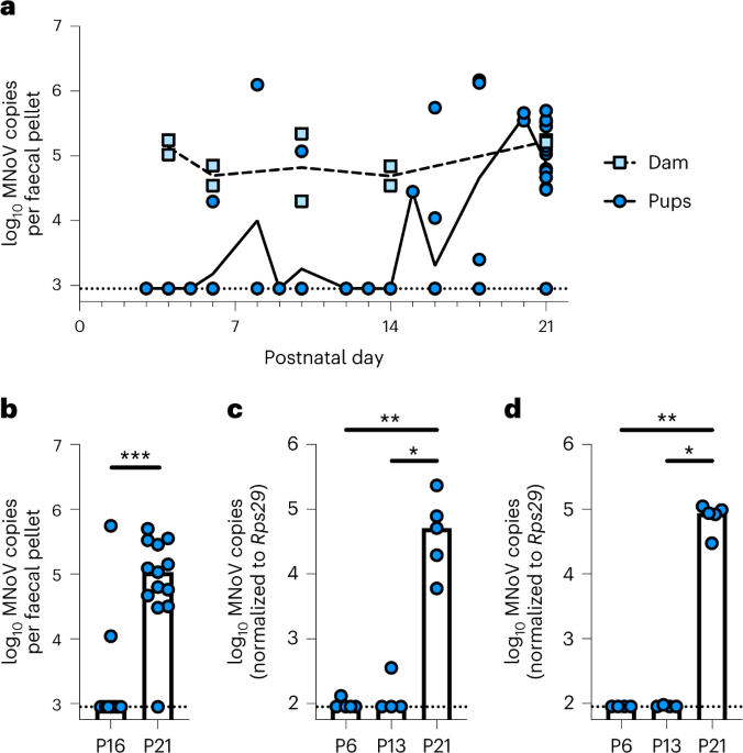 Age-associated features of norovirus infection analysed in mice