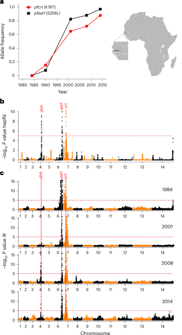 Chloroquine resistance evolution in Plasmodium falciparum is mediated by the putative amino acid transporter AAT1