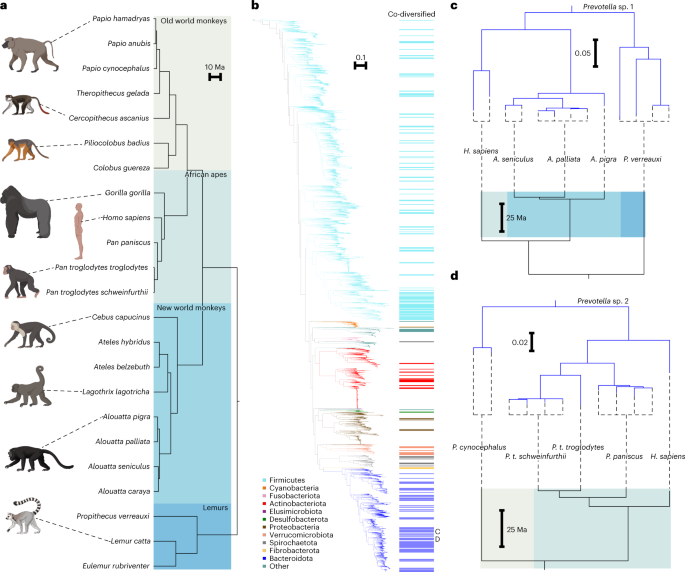 Widespread extinctions of co-diversified primate gut bacterial symbionts from humans