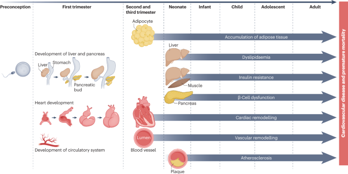 Maternal cardiovascular disorders before and during pregnancy and offspring cardiovascular risk across the life course