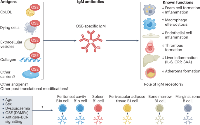 Mapping the functions of IgM antibodies in atherosclerotic cardiovascular disease