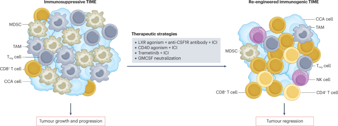 Cholangiocarcinoma — novel biological insights and therapeutic strategies