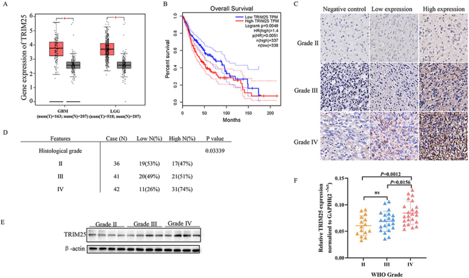 TRIM25 promotes temozolomide resistance in glioma by regulating oxidative stress and ferroptotic cell death via the ubiquitination of keap1