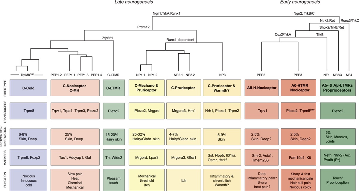 Molecular taxonomy of nociceptors and pruriceptors