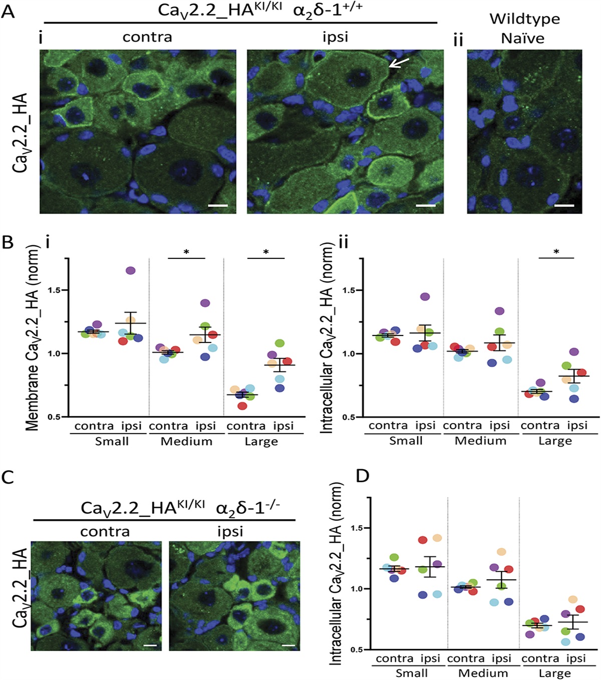 Nerve injury increases native CaV2.2 trafficking in dorsal root ganglion mechanoreceptors