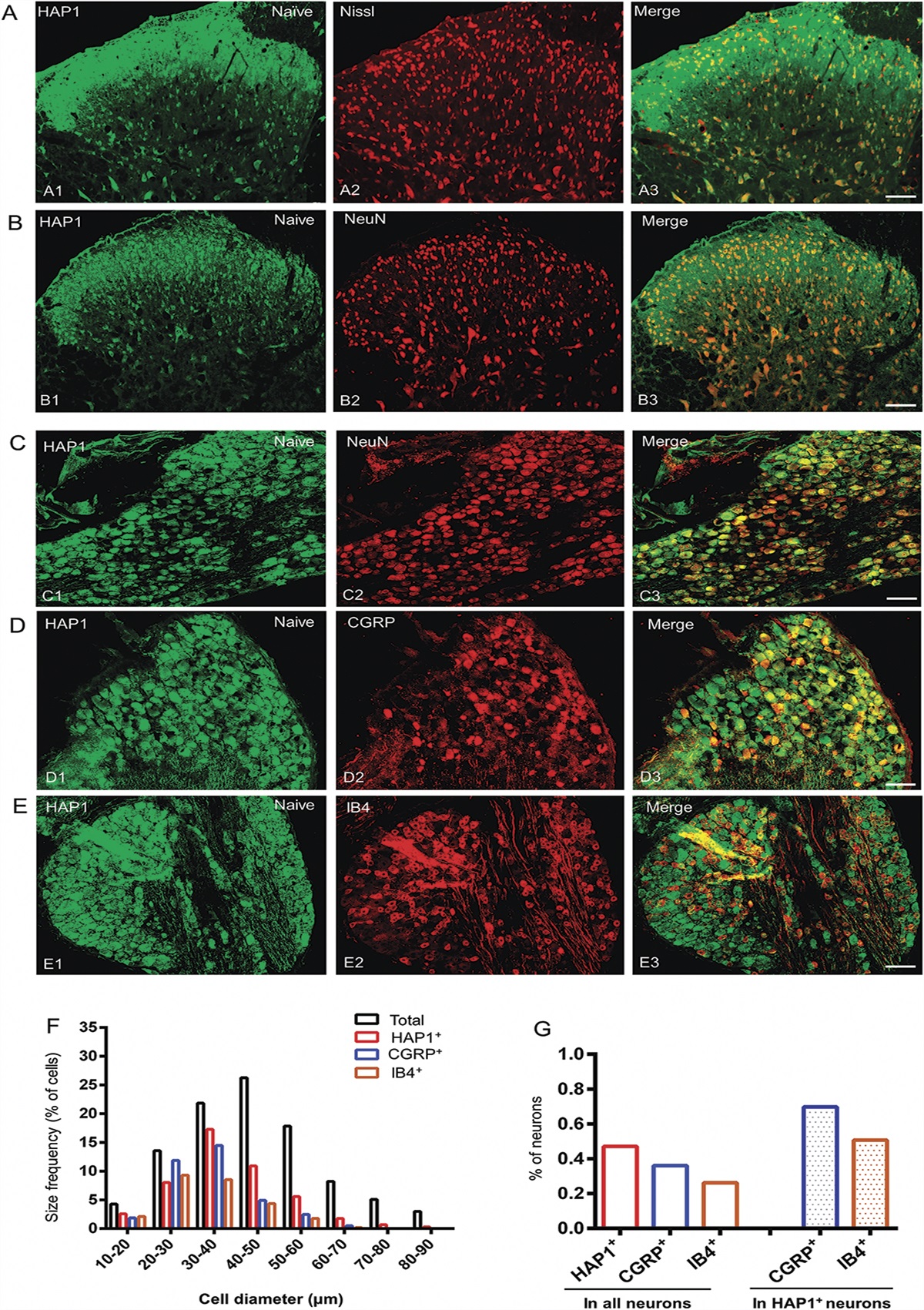 Huntington-associated protein 1 inhibition contributes to neuropathic pain by suppressing Cav1.2 activity and attenuating inflammation