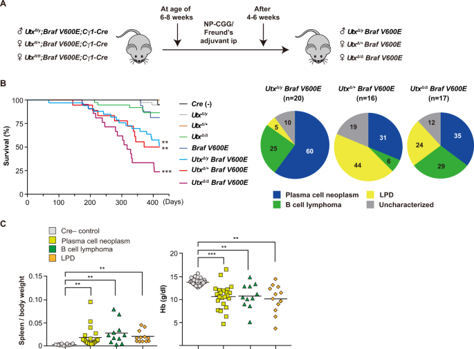 UTX inactivation in germinal center B cells promotes the development of multiple myeloma with extramedullary disease