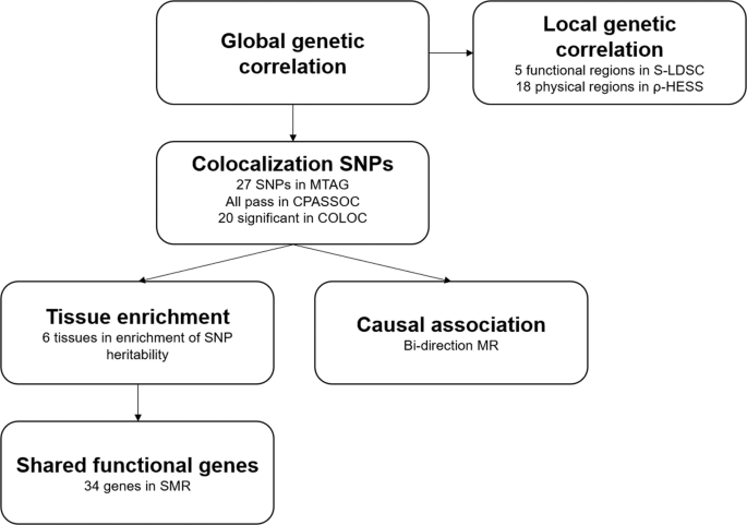 Investigating the shared genetic architecture between schizophrenia and body mass index