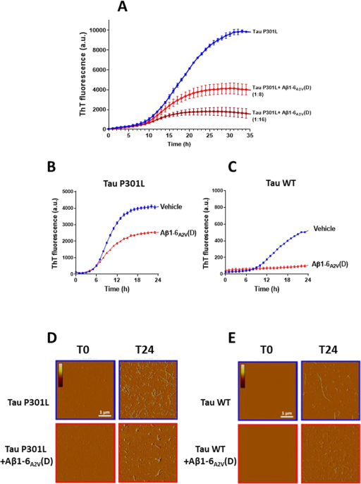 Aβ1-6A2V(D) peptide, effective on Aβ aggregation, inhibits tau misfolding and protects the brain after traumatic brain injury
