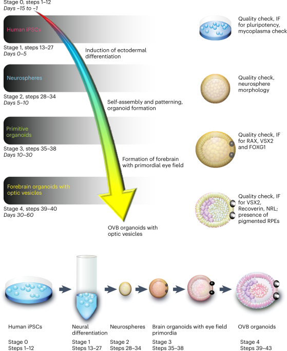 Generation of iPSC-derived human forebrain organoids assembling bilateral eye primordia