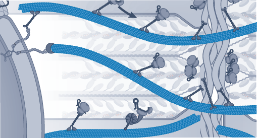 Aggregation of big tau disrupts microtubules and causes diastolic dysfunction