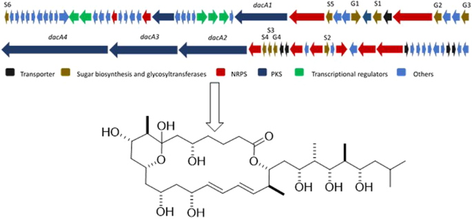 Dactylides A−C, three new bioactive 22-membered macrolides produced by Dactylosporangium aurantiacum