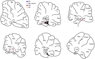 Modulation of cerebellar cortical, cerebellar nuclear and vestibular nuclear activity using alternating electric currents
