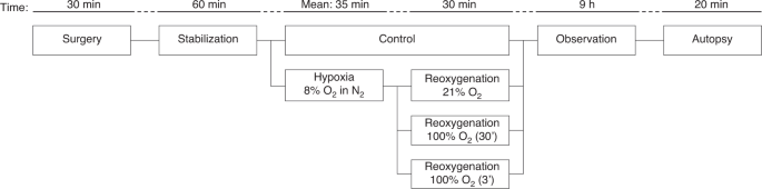 Gene expression in the intestine of newborn piglets after hypoxia-reoxygenation