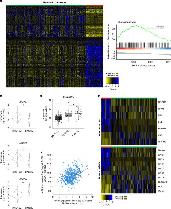 Targeting metabolism by B-raf inhibitors and diclofenac restrains the viability of BRAF-mutated thyroid carcinomas with Hif-1α-mediated glycolytic phenotype