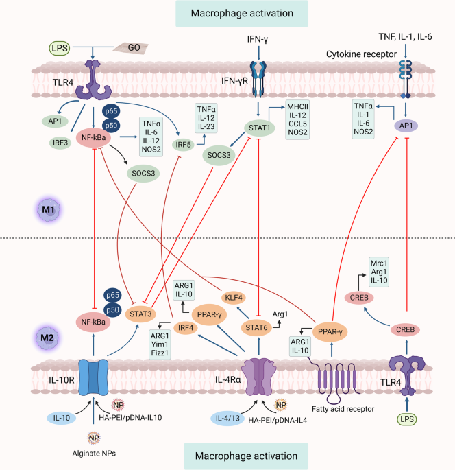 Macrophages in immunoregulation and therapeutics
