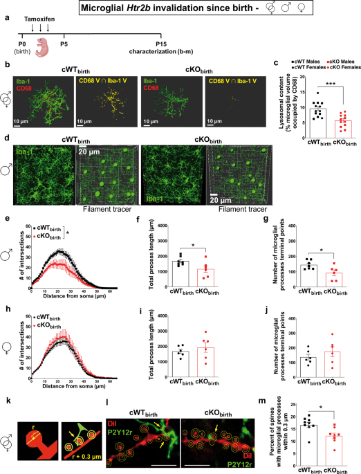 Serotonin sensing by microglia conditions the proper development of neuronal circuits and of social and adaptive skills
