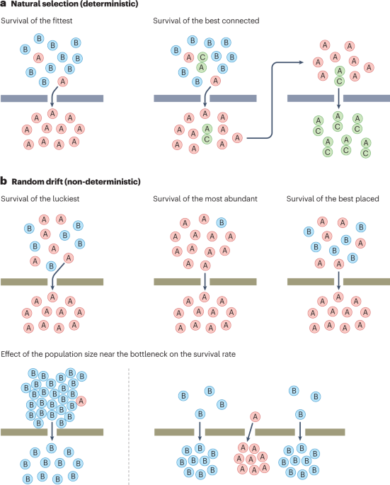 Translating eco-evolutionary biology into therapy to tackle antibiotic resistance