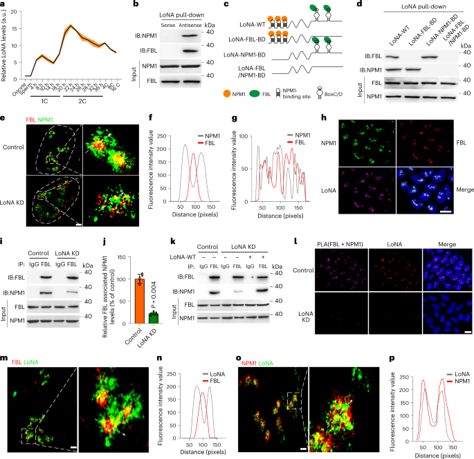 Nucleolus assembly impairment leads to two-cell transcriptional repression via NPM1-mediated PRC2 recruitment