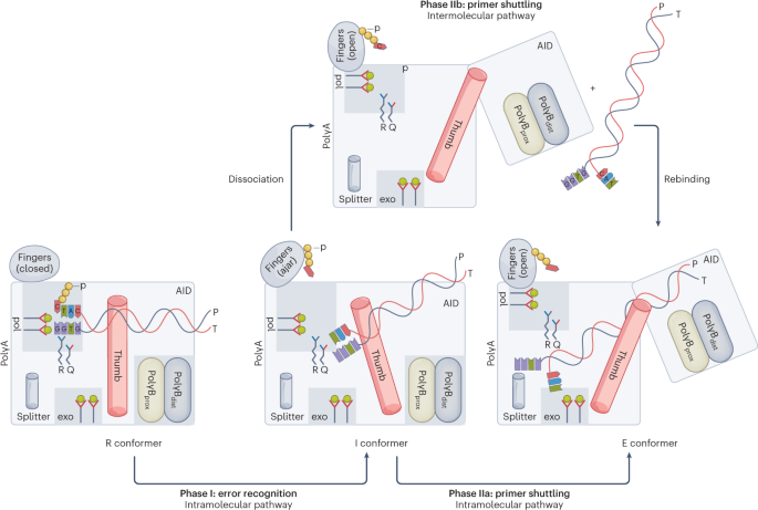 A look into the dynamic process of proofreading in DNA polymerase-γ at near-atomic resolution
