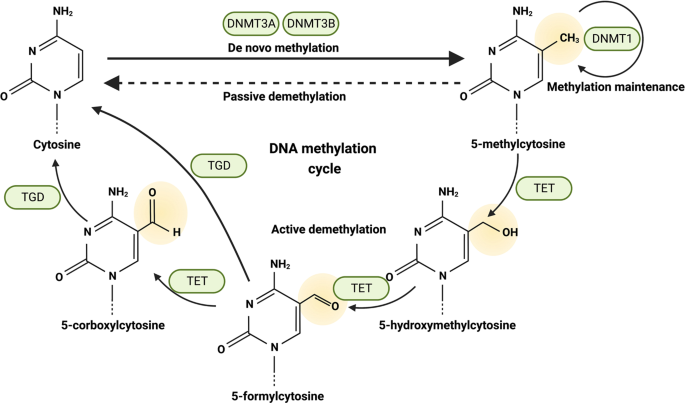 Epigenetic regulation in the tumor microenvironment: molecular mechanisms and therapeutic targets