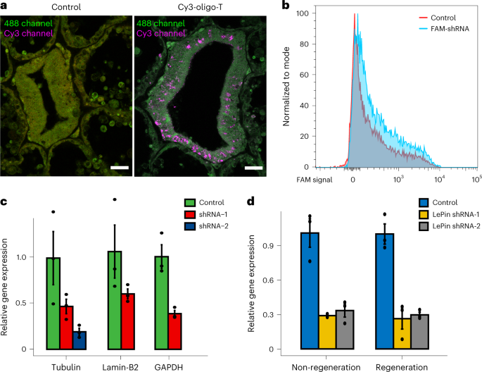 Coral–algal endosymbiosis characterized using RNAi and single-cell RNA-seq