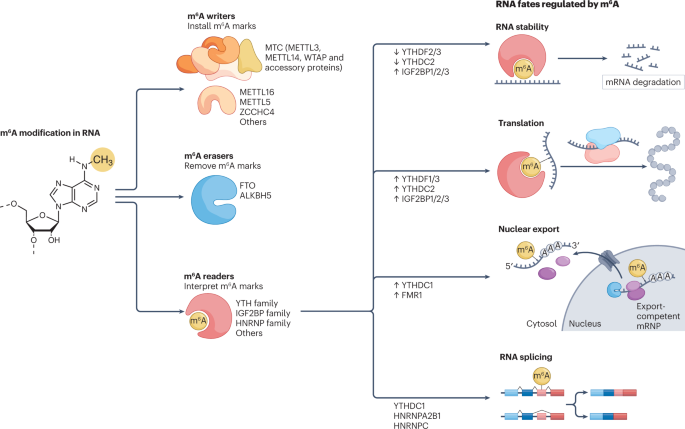 The roles and implications of RNA m6A modification in cancer