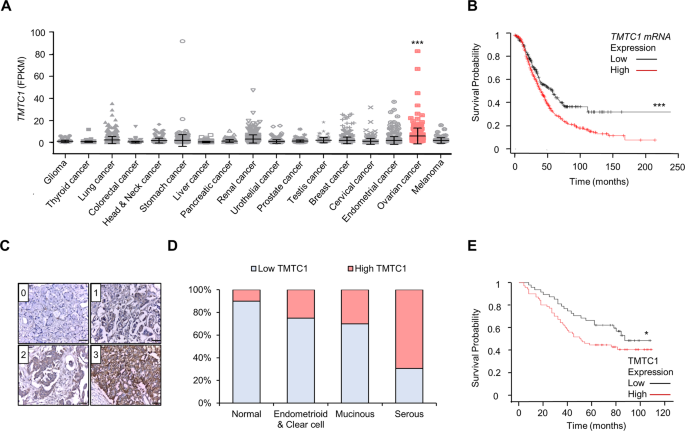 TMTC1 promotes invasiveness of ovarian cancer cells through integrins β1 and β4