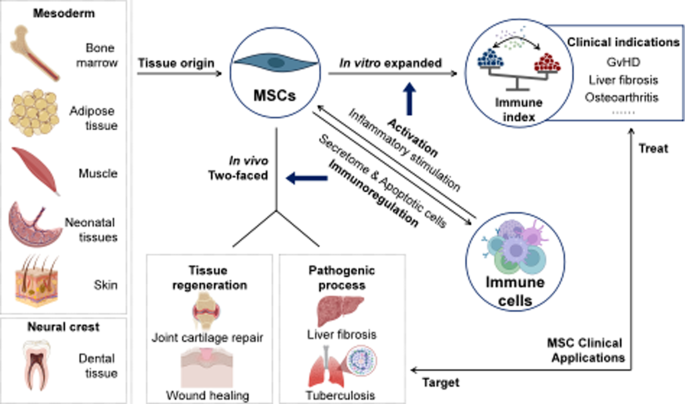 Mesenchymal stem/stromal cells (MSCs): origin, immune regulation, and clinical applications