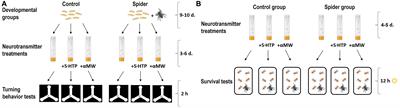 Development under predation risk increases serotonin-signaling, variability of turning behavior and survival in adult fruit flies Drosophila melanogaster