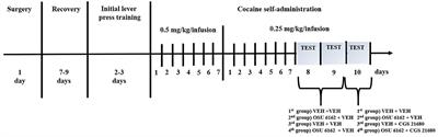 Combined treatment with Sigma1R and A2AR agonists fails to inhibit cocaine self-administration despite causing strong antagonistic accumbal A2AR-D2R complex interactions: the potential role of astrocytes