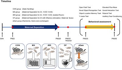 The impact of environmental factors during maternal separation on the behaviors of adolescent C57BL/6 mice