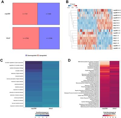 Comparative analysis of transcriptional changes in zebrafish cep290 and bbs2 mutants by RNA-seq reveals upregulation of inflammatory and stress-related pathways