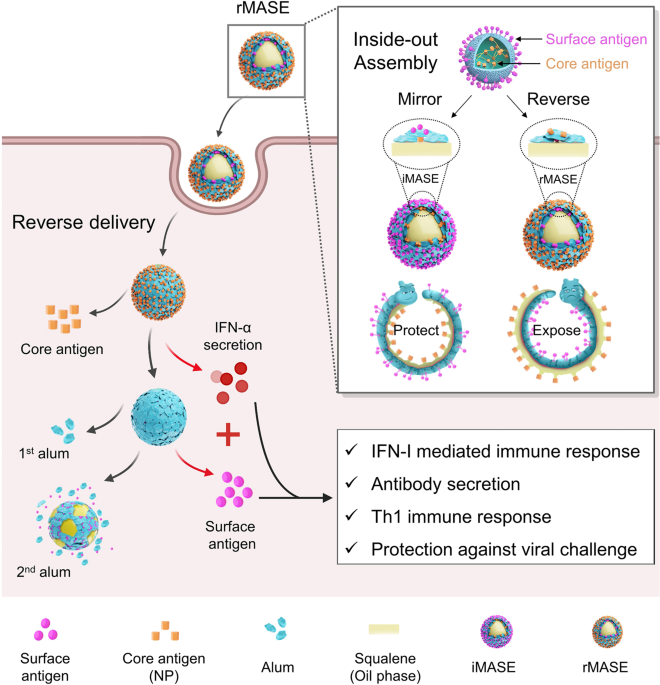 Inside-out assembly of viral antigens for the enhanced vaccination
