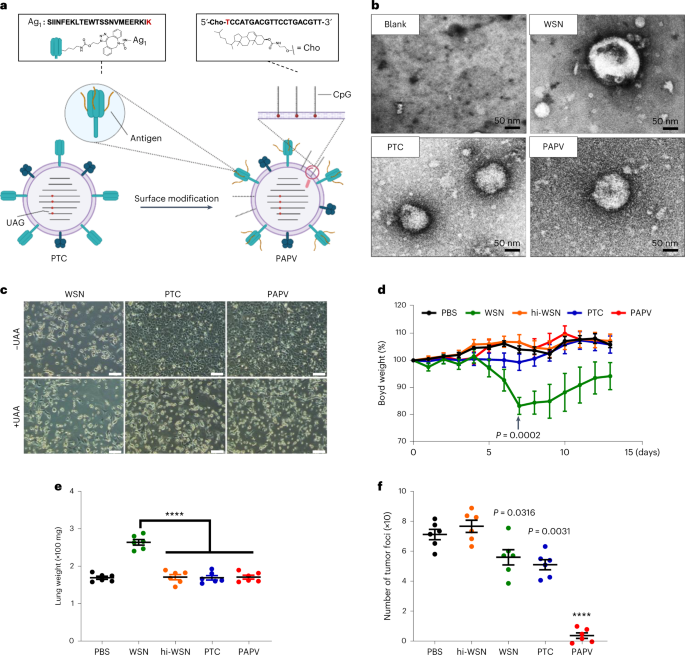 An engineered influenza virus to deliver antigens for lung cancer vaccination
