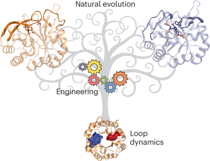 Loop dynamics and the evolution of enzyme activity
