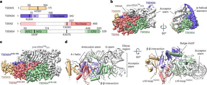 Structural basis of substrate recognition by human tRNA splicing endonuclease TSEN
