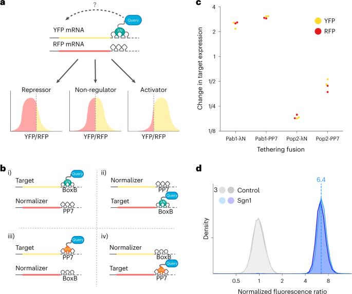 Surveying the global landscape of post-transcriptional regulators