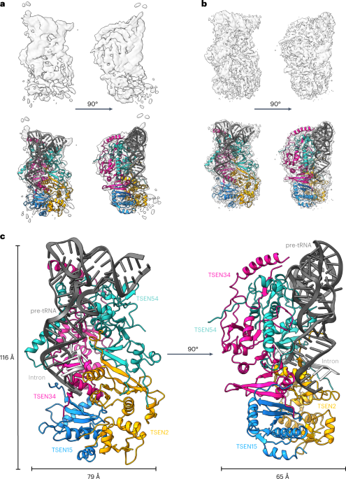 Structural basis for pre-tRNA recognition and processing by the human tRNA splicing endonuclease complex