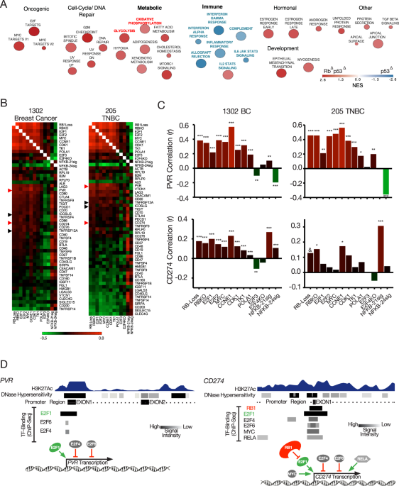 CDK4/6 inhibitors and the pRB-E2F1 axis suppress PVR and PD-L1 expression in triple-negative breast cancer