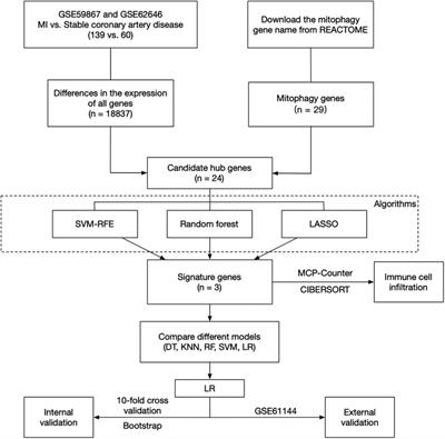 Identification of mitophagy-related genes with potential clinical utility in myocardial infarction at transcriptional level
