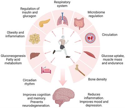 Physical activity and lifestyle modifications in the treatment of neurodegenerative diseases