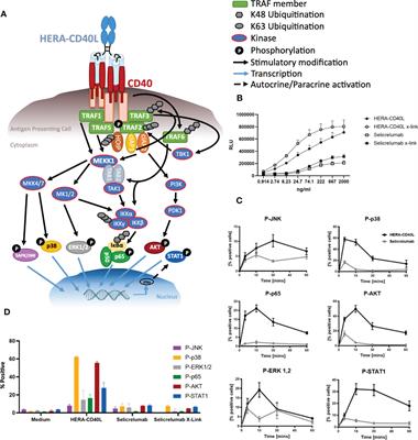 The CD40 agonist HERA-CD40L results in enhanced activation of antigen presenting cells, promoting an anti-tumor effect alone and in combination with radiotherapy