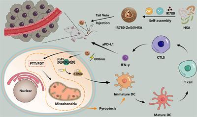 Self-assembled albumin nanoparticles induce pyroptosis for photodynamic/photothermal/immuno synergistic therapies in triple-negative breast cancer