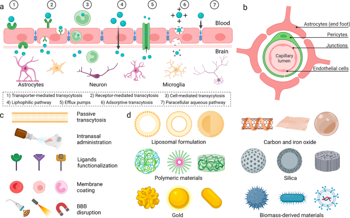 The blood–brain barrier: structure, regulation, and drug delivery