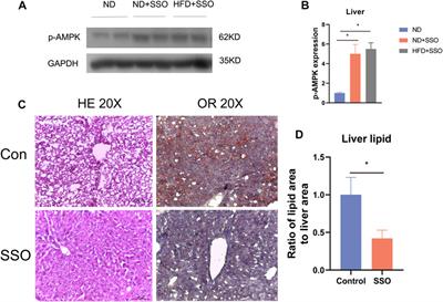 Sulfosuccinimidyl oleate ameliorates the high-fat diet-induced obesity syndrome by reducing intestinal and hepatic absorption