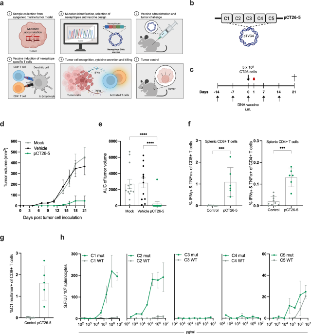DNA based neoepitope vaccination induces tumor control in syngeneic mouse models